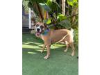 Adopt Bridget a Boxer