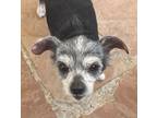 Adopt Coral a Cairn Terrier, Terrier