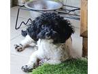 Adopt Panda a Poodle