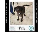 Adopt Tilly (Mom to Mayberry Pups) 072024 a Labrador Retriever
