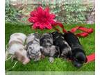 Dachshund PUPPY FOR SALE ADN-818299 - Mini Dach babies available FLIGHT OPTIONS
