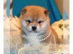 Shiba Inu PUPPY FOR SALE ADN-818300 - AKC SHIBA INU PUPPIES