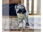 Miniature Australian Shepherd PUPPY FOR SALE ADN-818301 - Stunning Merle and TRI