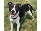 Adopt Champ a Pit Bull Terrier, Border Collie