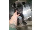 Adopt Mountain Escape a Labrador Retriever
