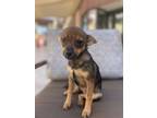 Adopt Marlie a Mixed Breed