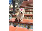 Adopt Andrea a Mixed Breed