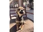 Adopt Candie a Mixed Breed