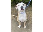 Adopt Riven a Mixed Breed