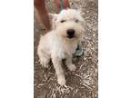 Adopt Baby Girl a Terrier