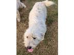 Adopt Dream a Terrier