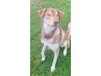 Adopt Winnie a Husky
