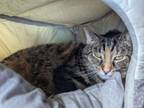 Adopt Dixie a Domestic Short Hair