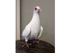 Adopt Medusa a Pigeon