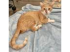 Adopt Sunny a American Shorthair