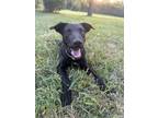 Adopt Lakin a Pointer, Border Collie