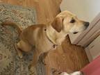 Adopt Josie 3 a Labrador Retriever, Bloodhound