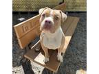 Adopt Poppy a Mixed Breed