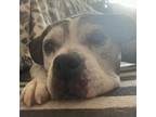 Adopt Tiger a Pit Bull Terrier