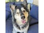 Adopt Zoey a Mixed Breed