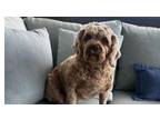 Adopt Dolly Cavapoo a Cavalier King Charles Spaniel, Poodle