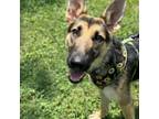 Adopt Bella Charm a German Shepherd Dog