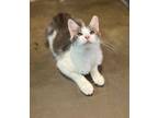 Adopt Gabby a Domestic Medium Hair