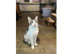 Adopt Gigi a Domestic Medium Hair