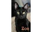 Adopt Zoe Bell a American Shorthair