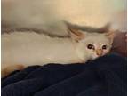 Adopt Topaz a Domestic Medium Hair, Domestic Short Hair