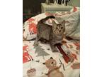 Adopt VIOLET a Domestic Short Hair, Tabby
