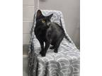 Adopt MYSTIQUE a Domestic Medium Hair