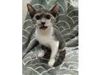 Adopt DIAMOND a Domestic Medium Hair