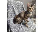 Adopt SADIE a Domestic Medium Hair, Tabby