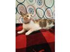 Adopt KITTY @ petsmart jackson a Domestic Short Hair, Calico