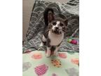 Adopt MISSY a Domestic Medium Hair