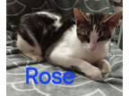 Adopt ROSE @ petsmart jackson a Domestic Short Hair, Tabby