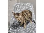 Adopt SAMMIE a Domestic Medium Hair, Tabby