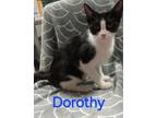 Adopt DOROTHY a Domestic Short Hair