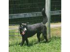 Adopt Scotch a Border Collie, Husky