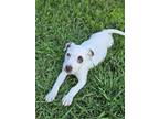 Adopt ISABELLA a Pit Bull Terrier