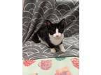 Adopt MAY BELL a Domestic Medium Hair