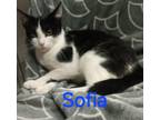 Adopt SOPHIA @ petsmart in jackson a Domestic Short Hair
