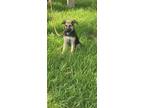 Adopt Nala Lottie a German Shepherd Dog