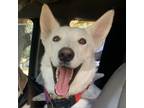 Adopt Rubi Rae a German Shepherd Dog