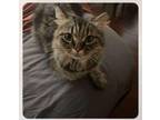 Adopt Kendall a Persian