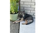 Adopt Kim a Shepherd
