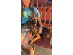 Adopt Khloe a Shepherd