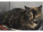 Adopt Skunk a Domestic Short Hair