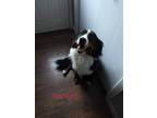 Adopt Starlight a Bernese Mountain Dog